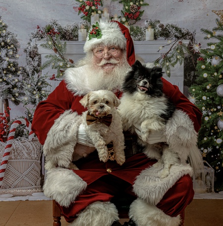 Entry image for Chewy & Leia . Clicking this image will show a larger photo