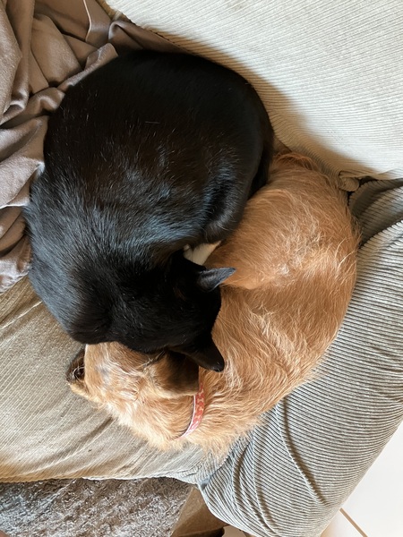 Entry image for Tux and Angus. Clicking this image will show a larger photo