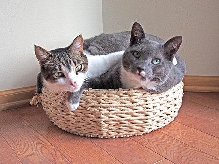 Archie (L, ARL '17) & Jasper (R, ARL South '11)