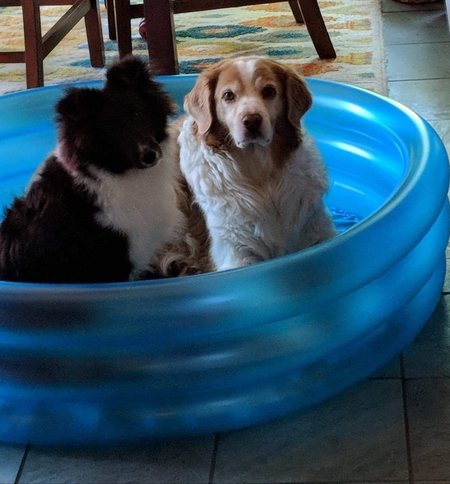 Kipper & Toby