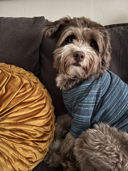 Gizmo
