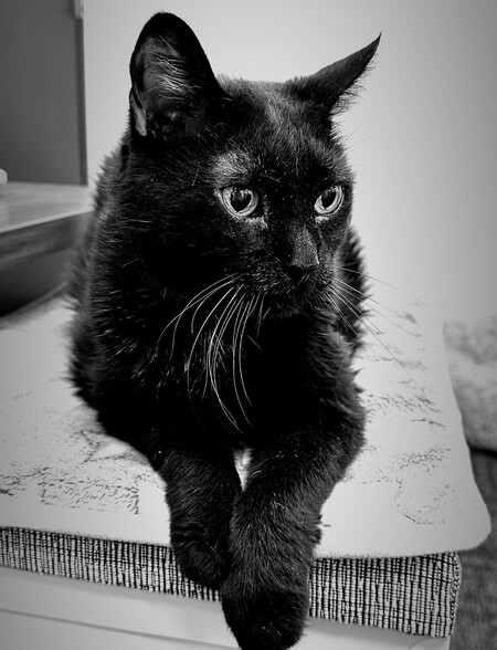 City Kitty