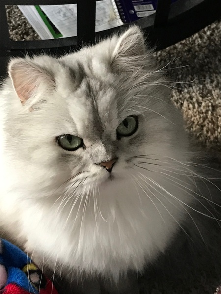 CHUMLEY