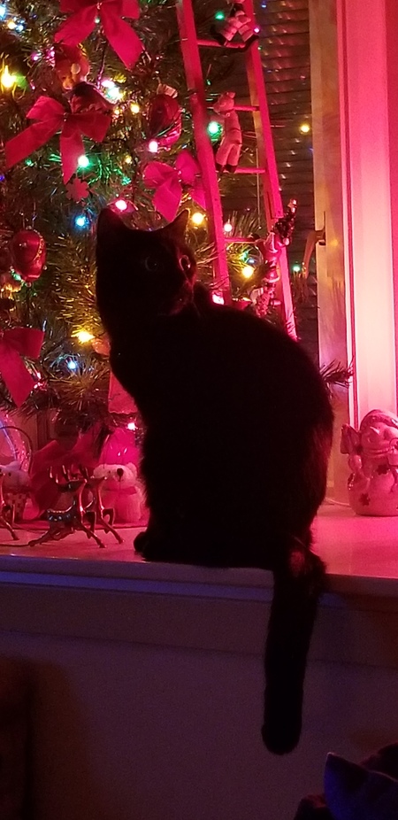 Dora