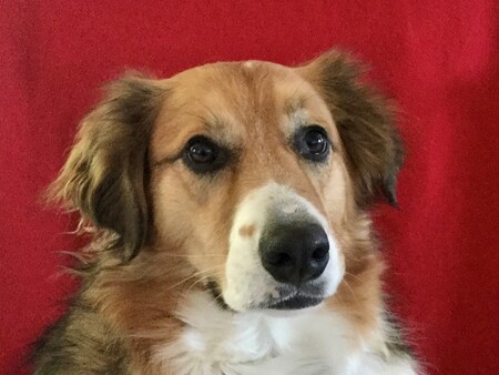 Loki