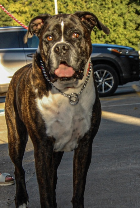 Apollo