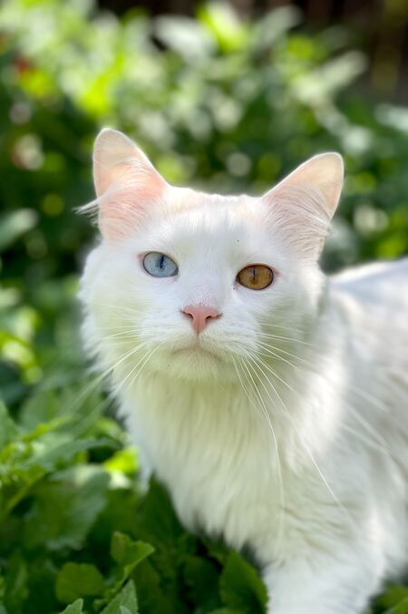 Odin