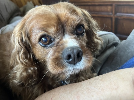 Penny