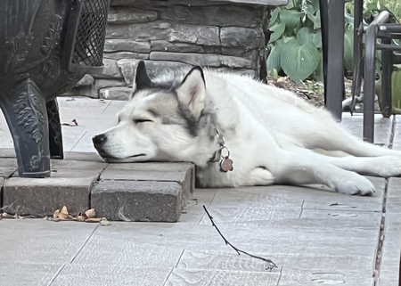 Miska