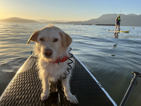 Bonita enjoying a SUP paddle off Spanish Banks