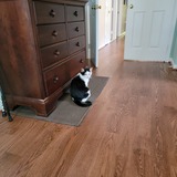 Entry image for Gracie