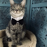 Entry image for Loki McPheeters