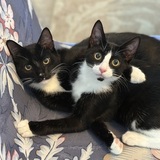 Entry image for Smokey and Java