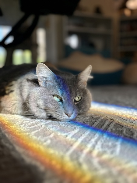 Entry image for Elowyn the Grey. Clicking this image will show a larger photo