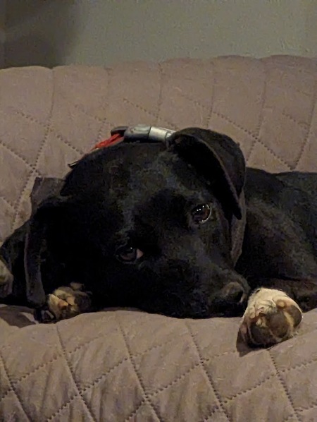 Entry image for Scout. Clicking this image will show a larger photo
