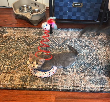 Entry image for Goose. Clicking this image will show a larger photo