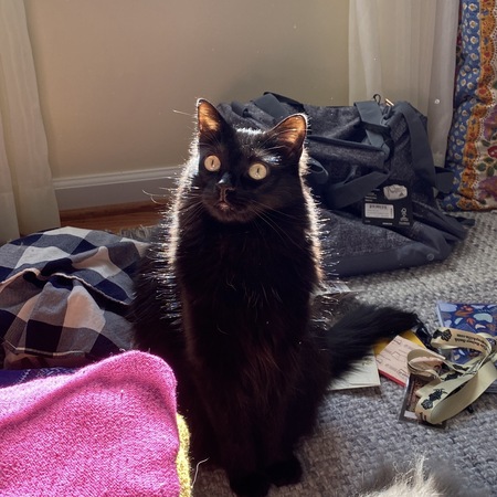 Entry image for Binx. Clicking this image will show a larger photo