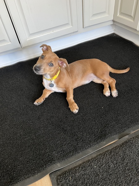 Entry image for Cinnamon. Clicking this image will show a larger photo