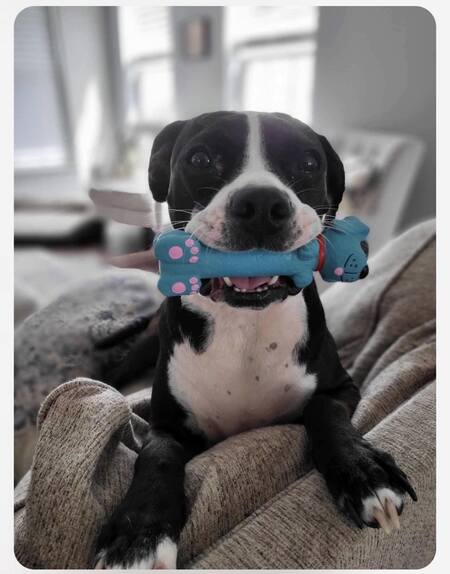 Entry image for Rosie. Clicking this image will show a larger photo