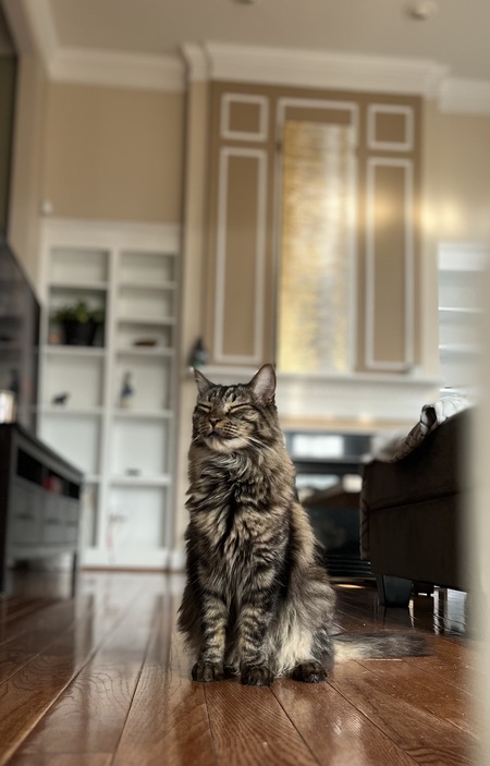 Entry image for Mochi. Clicking this image will show a larger photo