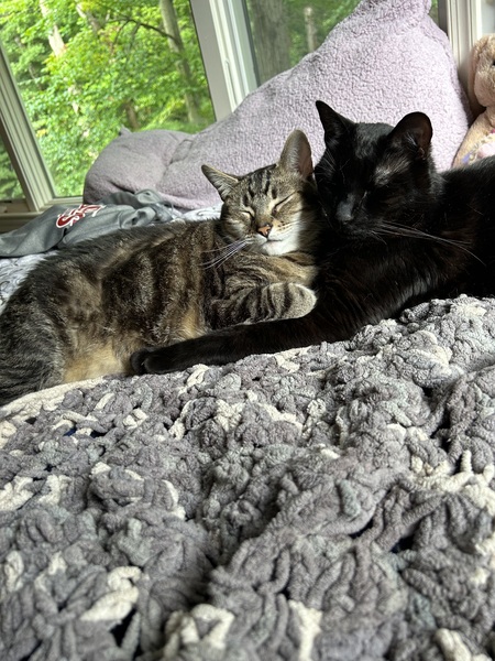 Entry image for Finch and Albus . Clicking this image will show a larger photo