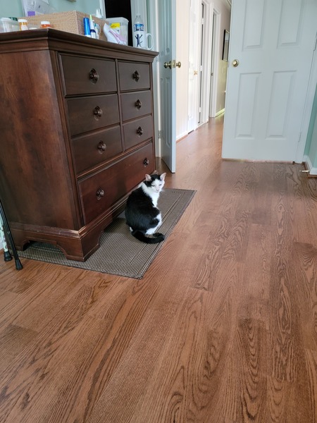 Entry image for Gracie. Clicking this image will show a larger photo