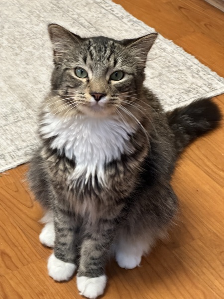 Entry image for Meatball. Clicking this image will show a larger photo