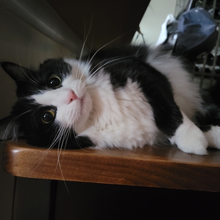 Entry image for Mia. Clicking this image will show a larger photo