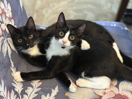 Entry image for Smokey and Java. Clicking this image will show a larger photo