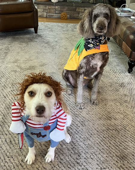 Entry image for Charlie and Josie . Clicking this image will show a larger photo