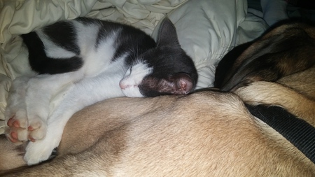 Blue and Bo