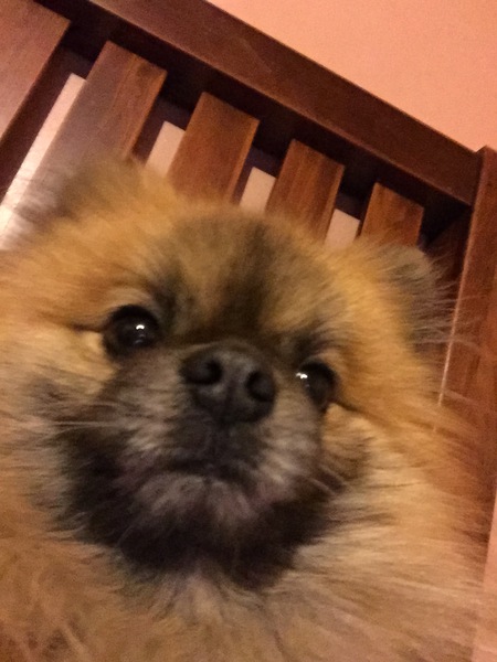 Bandit