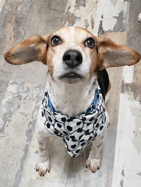 Harper the Hero Hound