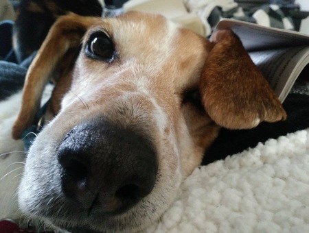 Harper the Hero Hound
