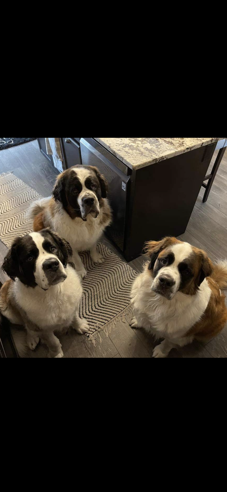 Hudson, Tilly , Kona