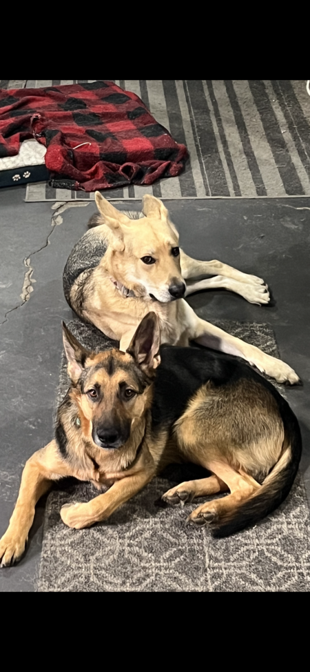Otis & Milo