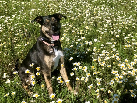 Daisy