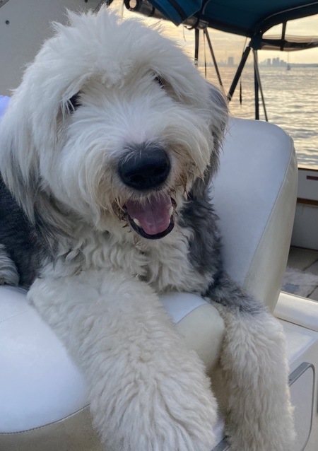 Oliver Muppet 
