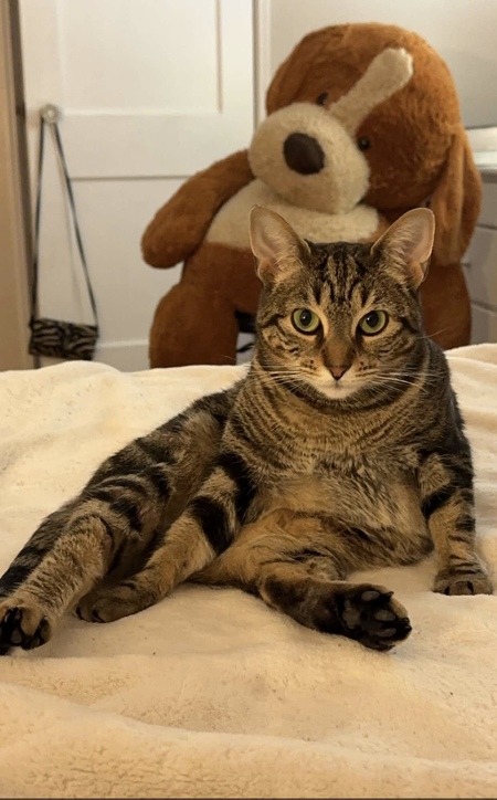 Stella