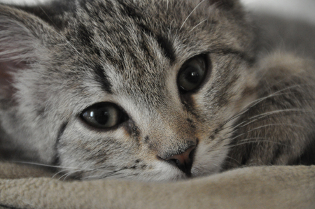 Cooper