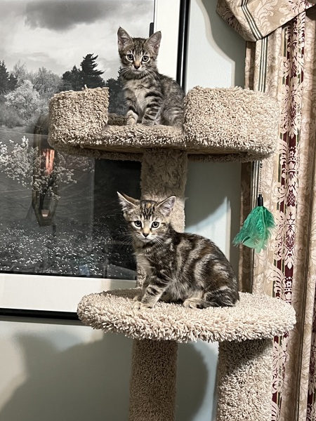 Lily and Lola