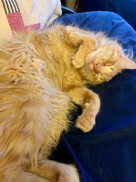 Dorito