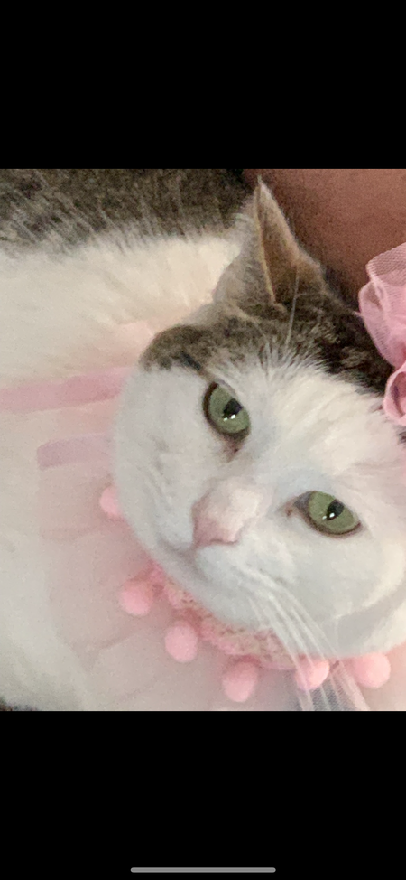 Jasmine (Princess)