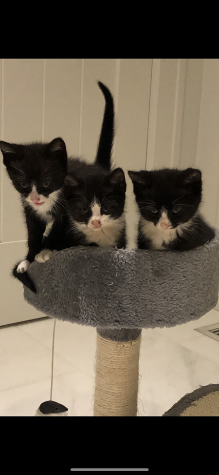 Chester, Charlotte and Little Ricky