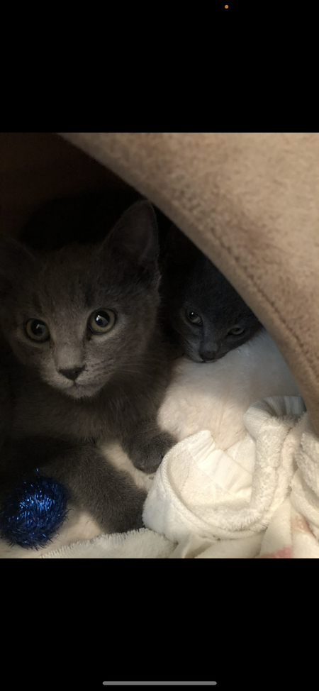 Misty and Smokey