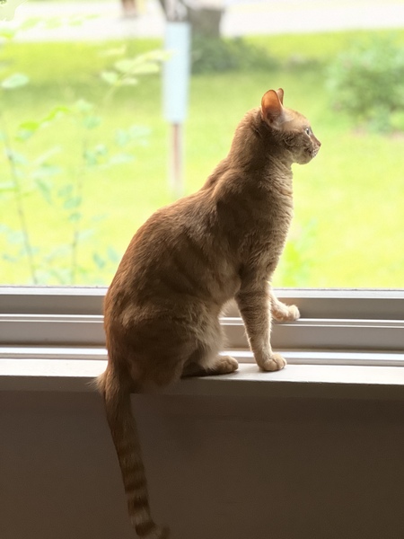 Linus