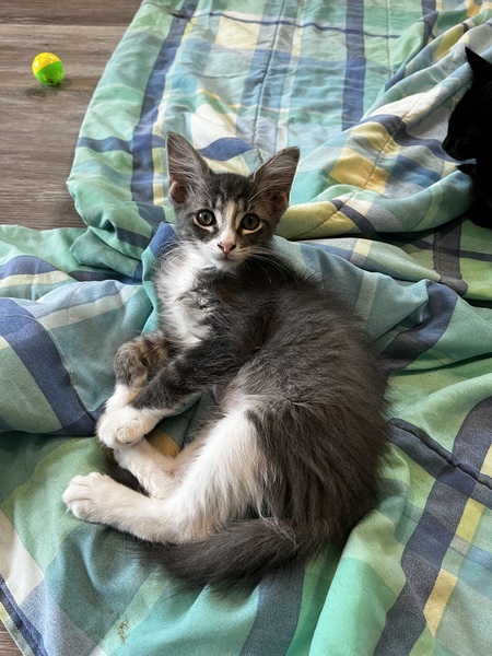 Kitten at PetPride