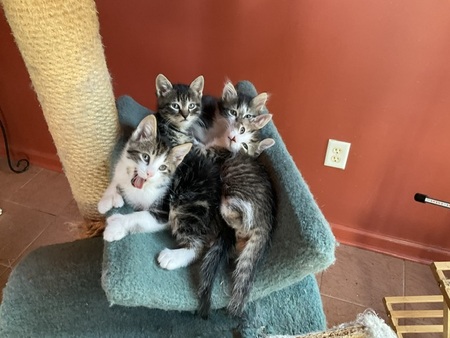 Nancy’s kittens