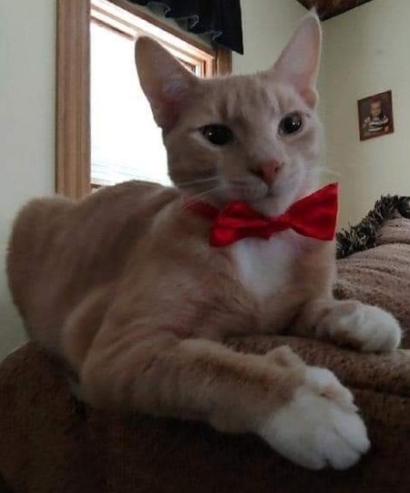 Eggy Eggleston McEgor the 4th Cat