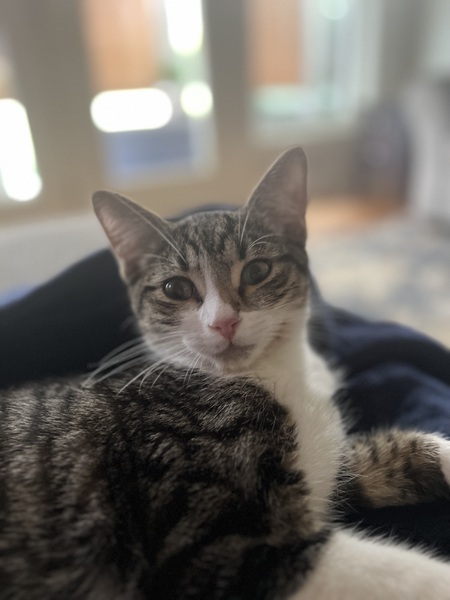 Figaro